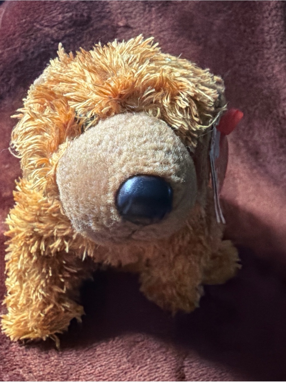 TY Beanie Baby - Sequoia the Brown Bear (6 inch) - MWMT's Stuffed Animal Toy
